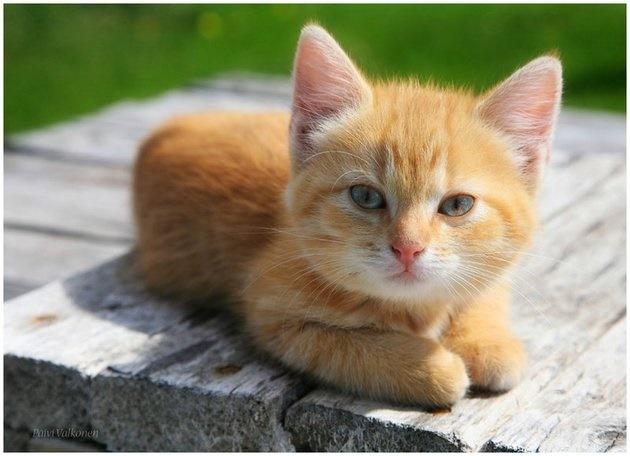 Tháng Chạp âm lịch gõ cửa, Thần Tài phát lộc 4 tuổi giàu cực nhanh-2