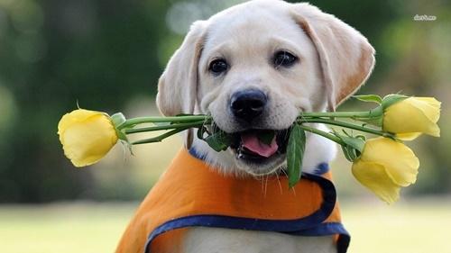 Ghen nổ mắt với 3 con giáp hạnh phúc trọn vẹn ngày 23/12-3