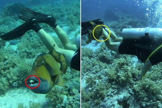 Du khách đang lặn biển bất ngờ bị cá hàm răng cực dị tấn công