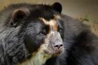Loài gấu có khứu giác nhạy bén gấp 2.000 lần con người
