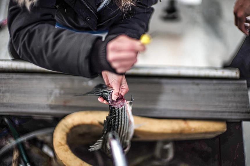 Tranh cãi cách làm sashimi nhân đạo của người Nhật-1