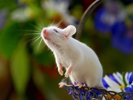 Tử vi hàng ngày 12 con giáp thứ Bảy 24/12/2022: Đánh trống bỏ dùi-1