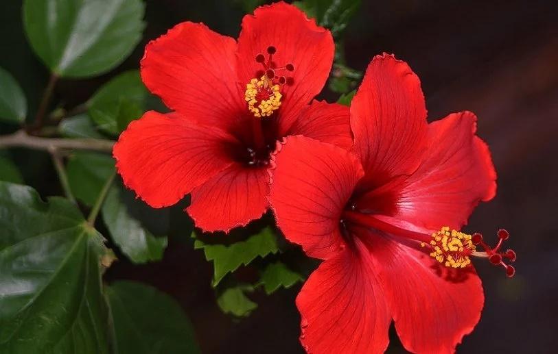 Thần May Mắn kỵ nhất 5 loại hoa, để trong nhà như mời gọi vận xui-4