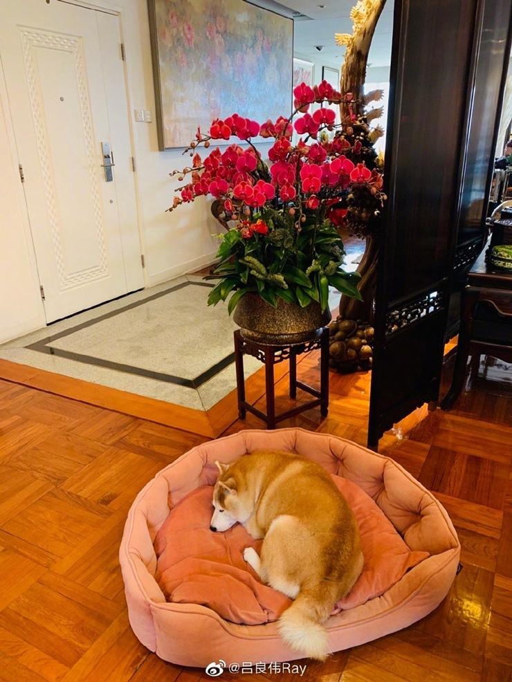 Triển Chiêu sinh ở Việt Nam U70 phong độ như mới 40 tuổi-16