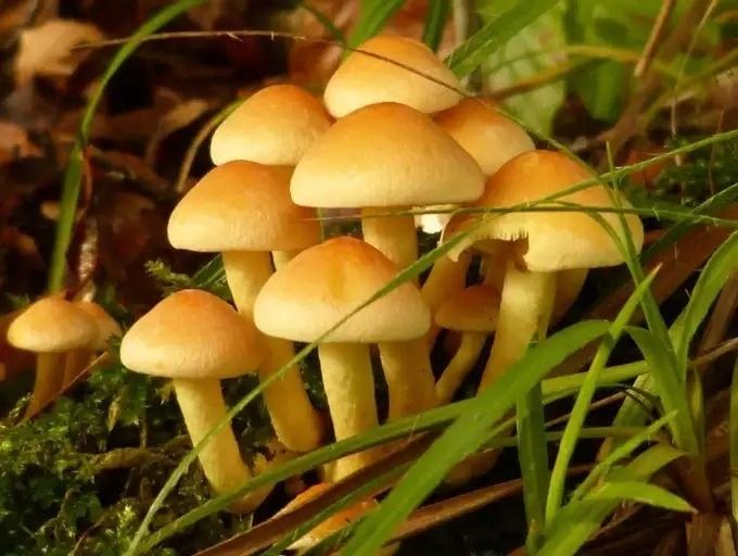 5 thực phẩm chứa trong tủ lạnh là chất độc chậm gây hại sức khỏe-3