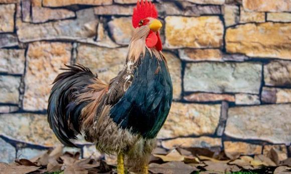 Tử vi hàng ngày 12 con giáp thứ Ba 27/12/2022: Lực bất tòng tâm-3