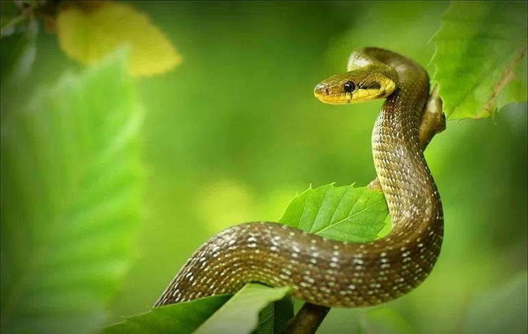 Nửa đầu tháng củ mật 4 tuổi vướng vận xui, thị phi giăng lối-2