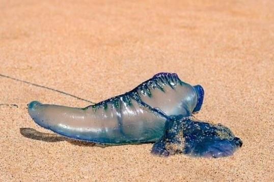 Nhập viện vì nuốt nhầm sinh vật lạ dưới biển ở Australia-1