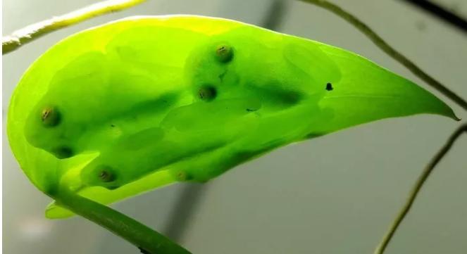 Ếch thuỷ tinh vô hình bằng thủ thuật giấu mình độc đáo-1