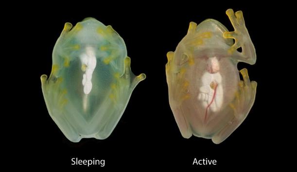 Ếch thuỷ tinh vô hình bằng thủ thuật giấu mình độc đáo-2