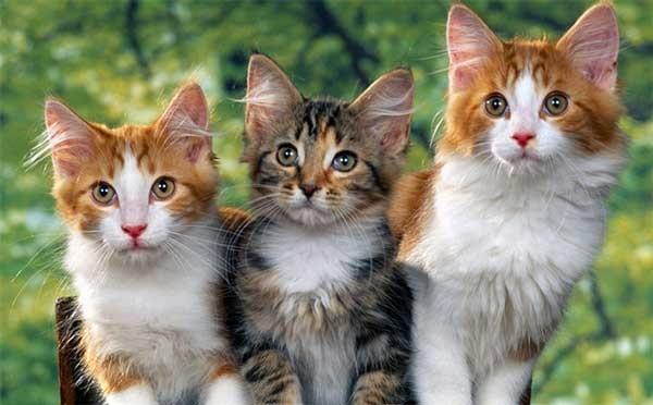 Những tuổi phạm Thái Tuế 2023 may sao lộc vàng vẫn giắt đầy lưng-1