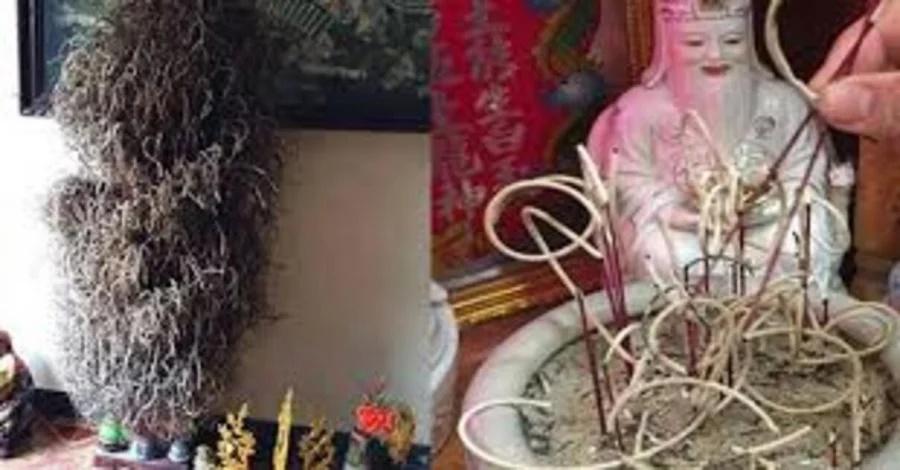 Tết đến, nắm rõ 5 bước tỉa chân nhang để không phạm đại kỵ-1