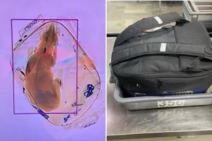 An ninh sân bay tìm thấy chó trong hành lý, du khách nói quên kiểm tra-2