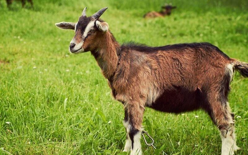 Ngày 29/12 buôn may bán đắt, 4 tuổi được lộc ăn nên làm ra-2