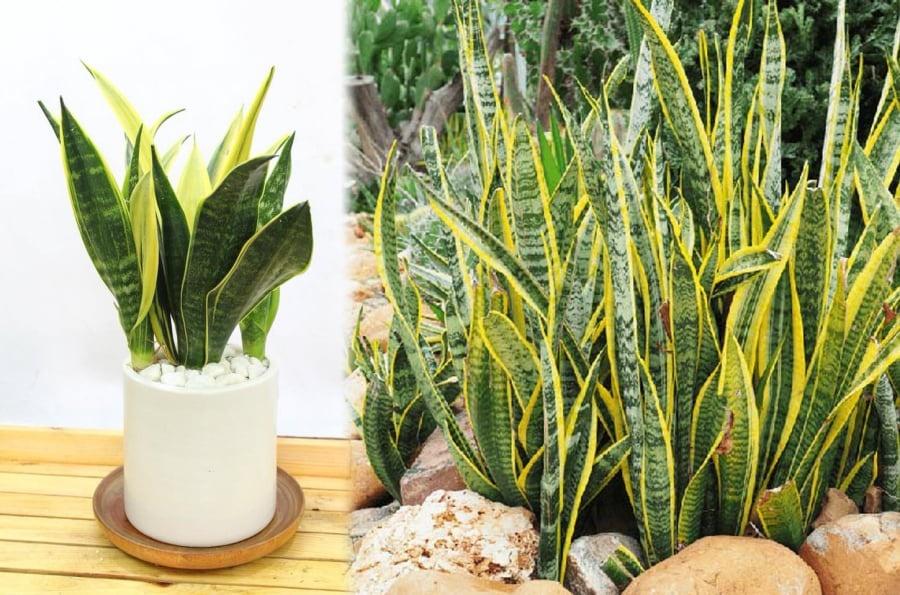 Rước 3 cây cảnh mạ vàng dát bạc vào nhà, ngày Tết thần tài phù hộ-1