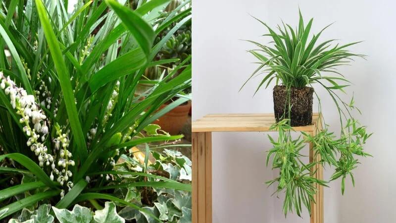 Rước 3 cây cảnh mạ vàng dát bạc vào nhà, ngày Tết thần tài phù hộ-2