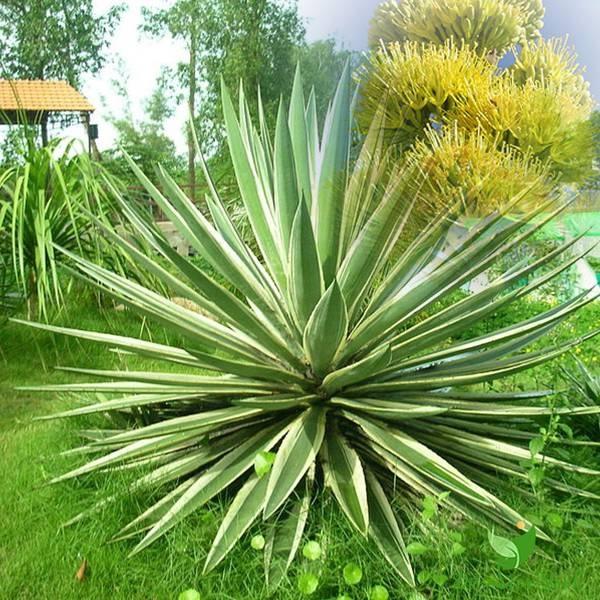 Rước 3 cây cảnh mạ vàng dát bạc vào nhà, ngày Tết thần tài phù hộ-3