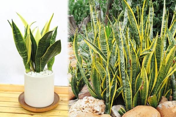 4 cây trồng trước nhà không tai họa cũng nợ ngập đầu, trồng sau trấn giữ của cải-3