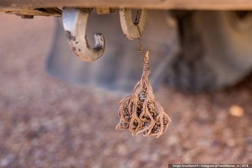 Biện pháp tránh thai kỳ lạ ở sa mạc Sahara-2