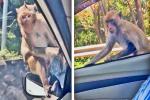 Hai chú khỉ 'quá giang' trên ô tô của du khách ở Thái Lan