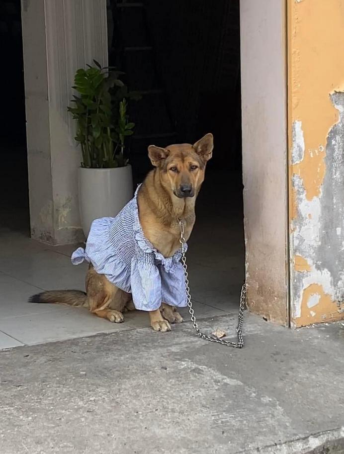 Chú chó sành điệu sở hữu bộ sưu tập thời trang ai cũng thích-3