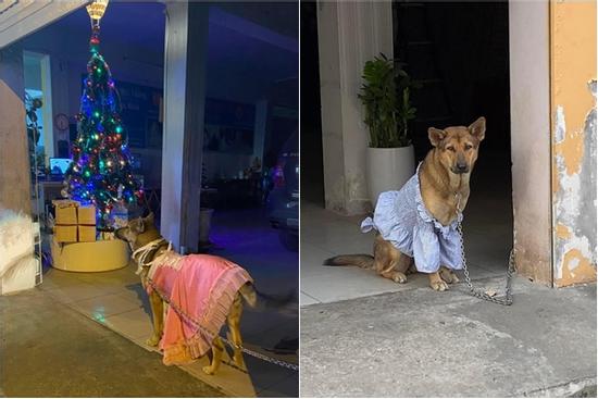 Chú chó sành điệu sở hữu bộ sưu tập thời trang ai cũng thích