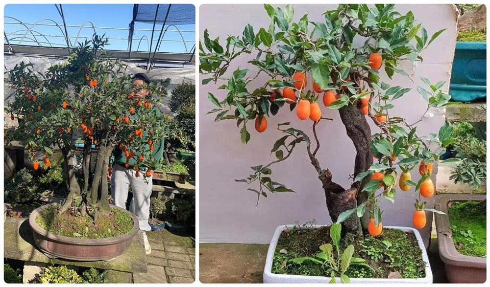 Loại cây lạ của Trung Quốc hút khách, có cây giá hơn 100 triệu-1