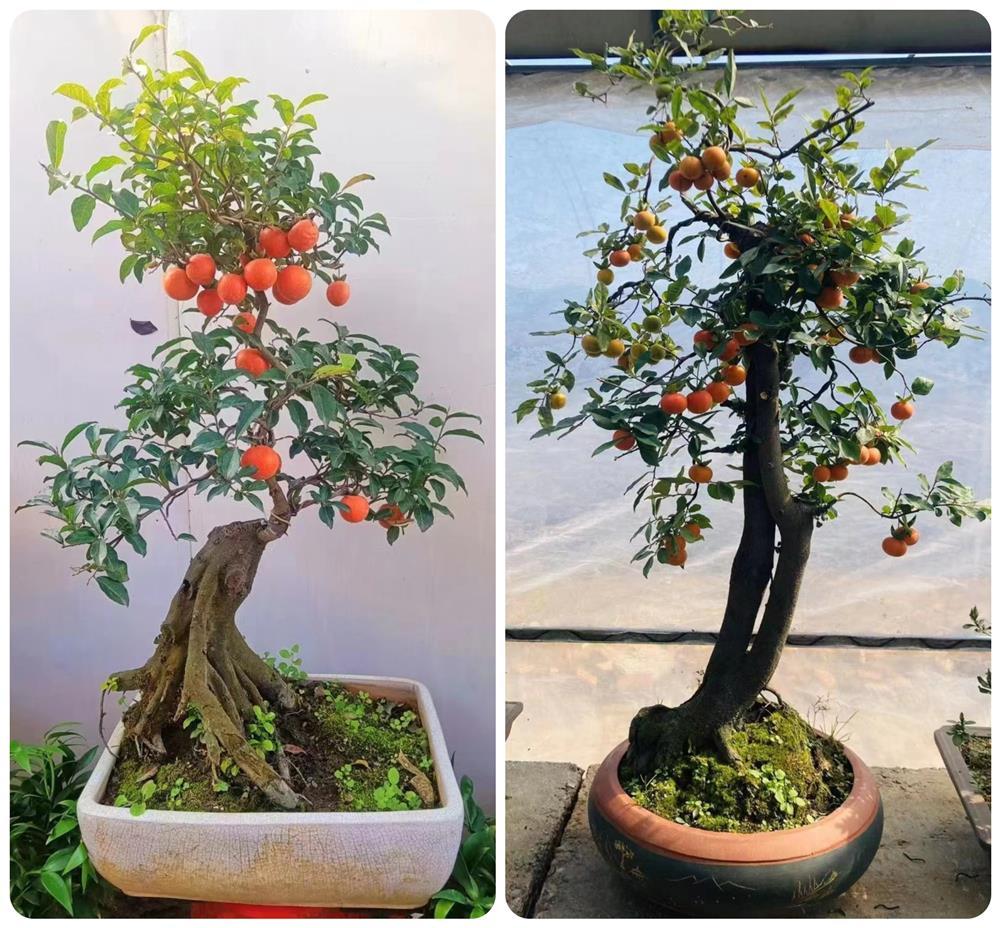 Loại cây lạ của Trung Quốc hút khách, có cây giá hơn 100 triệu-2