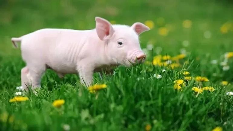 3 con giáp kiếm tiền giỏi nhất 2023, lộc lá đổ ào ào về túi-3