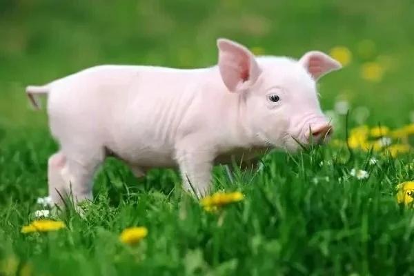 Con giáp đỏ nhất 6 tháng đầu năm 2023, tình yêu mỉm cười, sự nghiệp thăng hoa-2