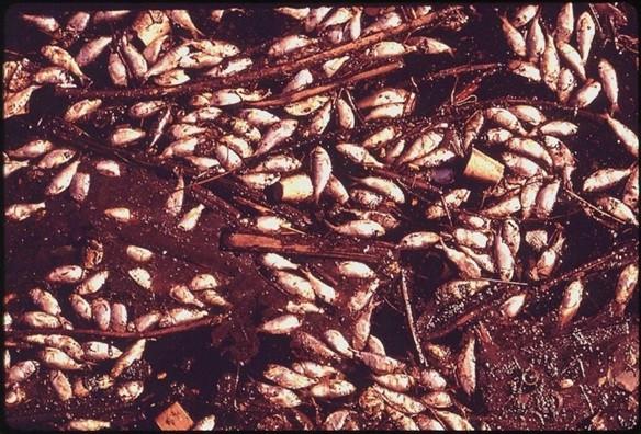 Vùng nước tử thần bí ẩn trong đại dương-4