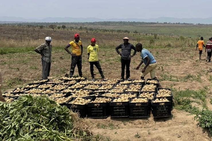 Khi thu hoạch được mẻ khoai tây đầu tiên, Quang Linh quyết định không bán mà dành toàn bộ 700kg để hỗ trợ người dân