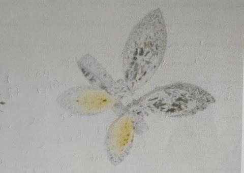 Biệt thự bị trộm đột nhập, Hồ Ngọc Hà mất những gì?-2