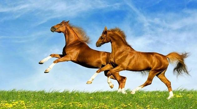 Tháng 1 gọi tên 3 con giáp vượng vận quý nhân-1