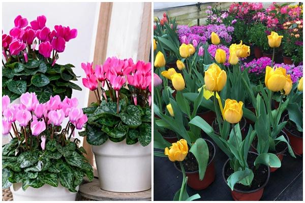 Cây Kim Tiền đặt đúng vị trí này trong nhà mới chuẩn phong thủy-4