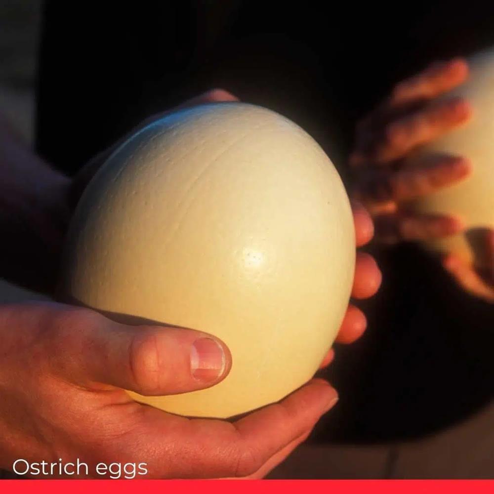 Điểm danh 6 loại trứng đắt nhất thế giới-1