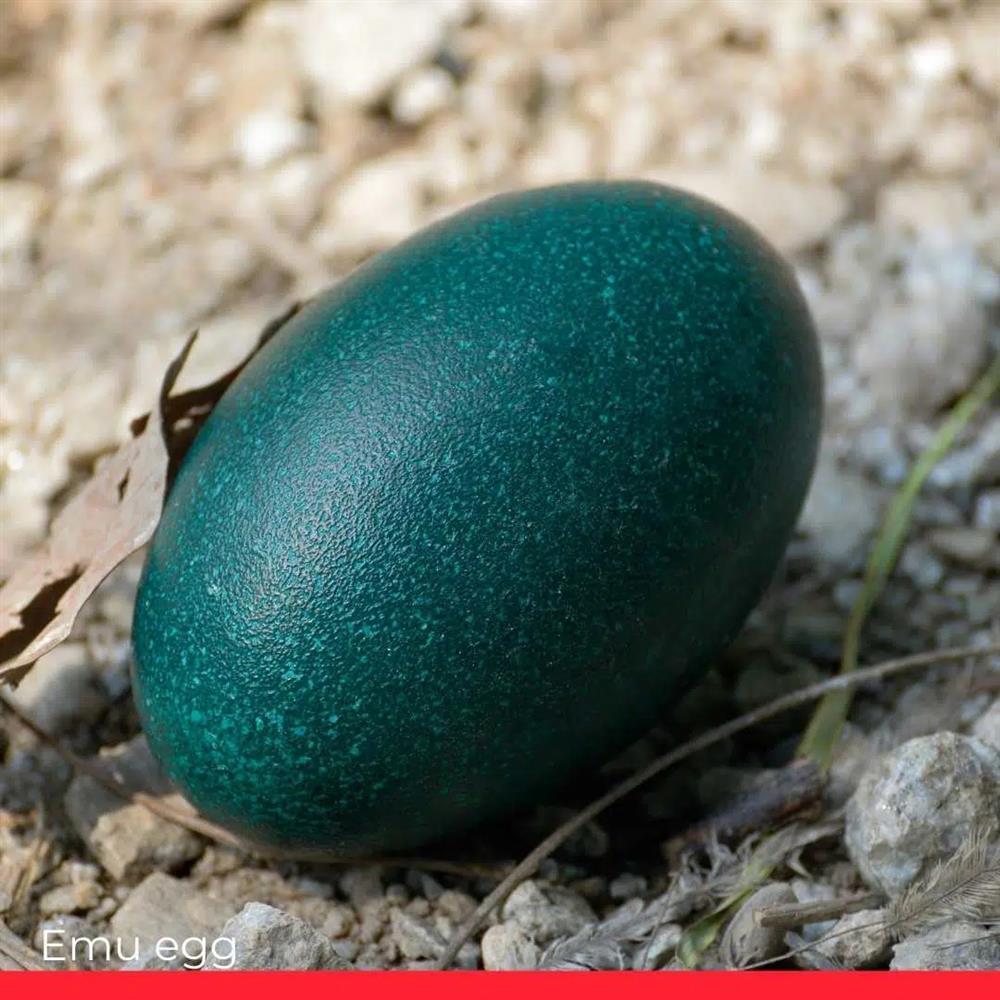 Điểm danh 6 loại trứng đắt nhất thế giới-2