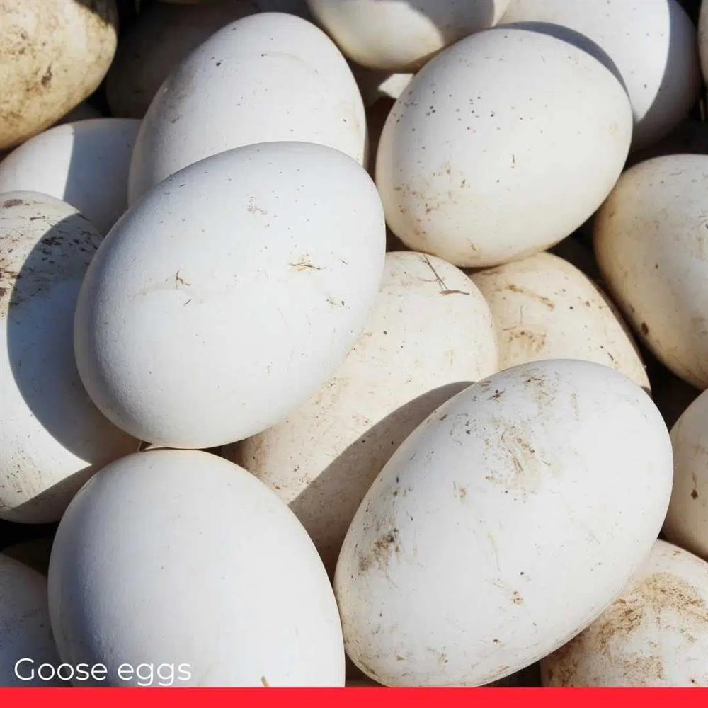 Điểm danh 6 loại trứng đắt nhất thế giới-5