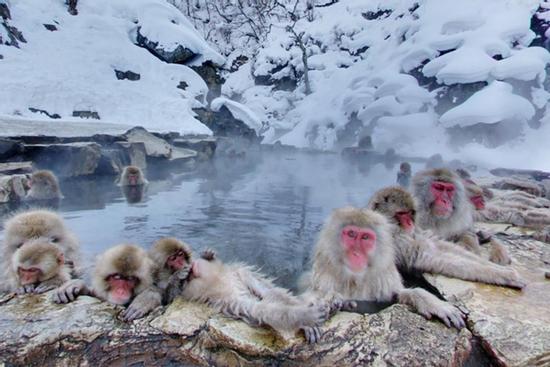 Khỉ tắm suối nước nóng ở công viên Nhật Bản