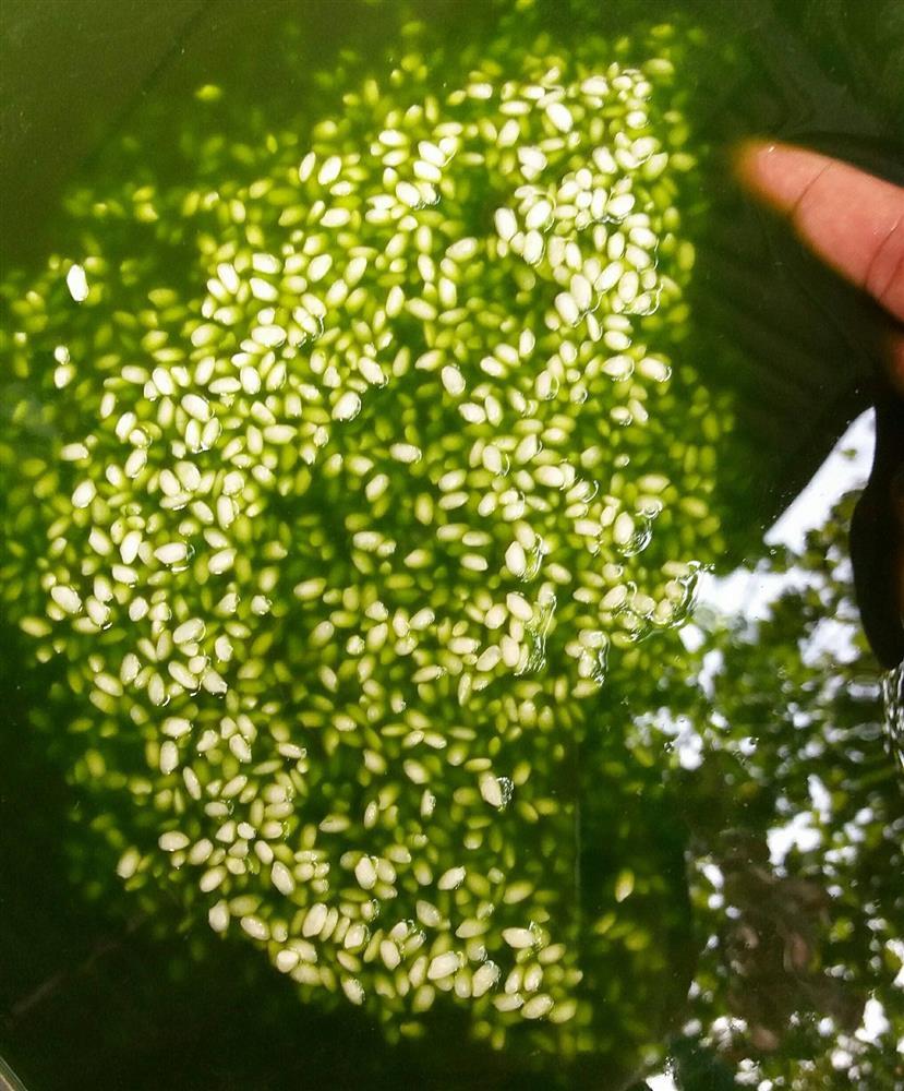 Mẹ đảm mách cách làm bánh chưng xanh mướt bằng lá riềng-3