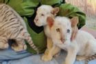 3 hổ trắng quý hiếm được sinh ra ở Trung Quốc