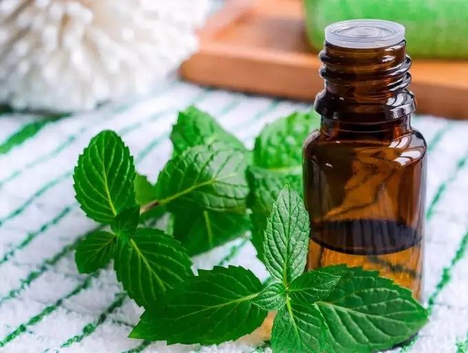 Lá bạc hà có tác dụng gì? Cách sử dụng lá bạc hà trị bách bệnh-1