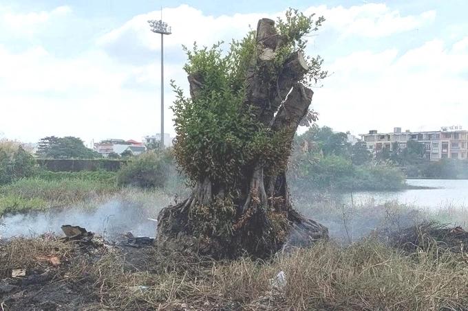 Cán bộ Cà Mau đốt rác, đốt luôn cây cảnh hơn 70 triệu của dân-1