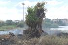 Cán bộ Cà Mau đốt rác, đốt luôn cây cảnh hơn 70 triệu của dân