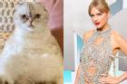 Có 97 triệu USD, mèo của Taylor Swift giàu thứ 3 trong giới thú cưng