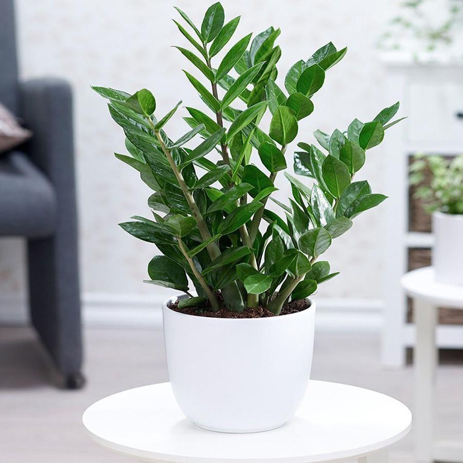 Cây Kim Tiền đặt đúng vị trí này trong nhà mới chuẩn phong thủy-1