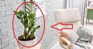 Cây Kim Tiền đặt đúng vị trí này trong nhà mới chuẩn phong thủy-2