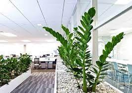 Cây Kim Tiền đặt đúng vị trí này trong nhà mới chuẩn phong thủy-3