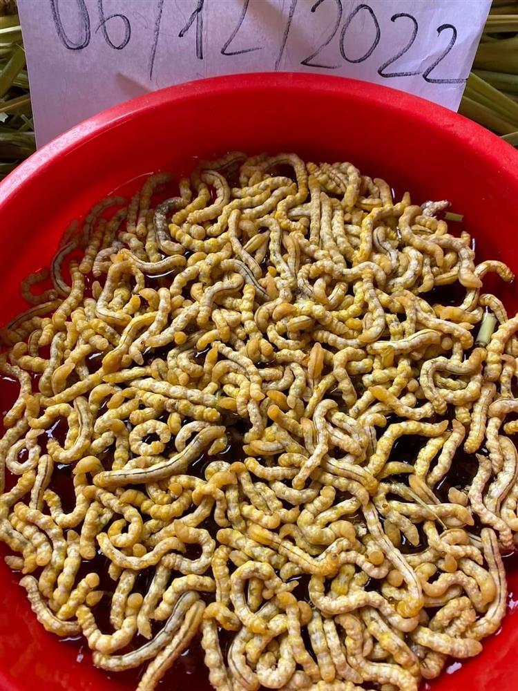 Đặc sản lạ giá bạc triệu ở Tây Bắc, khách sợ xanh mặt vẫn mua-1