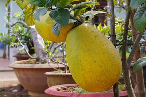 Cách bày mâm ngũ quả chuẩn 3 miền cho năm mới thêm tài lộc-5